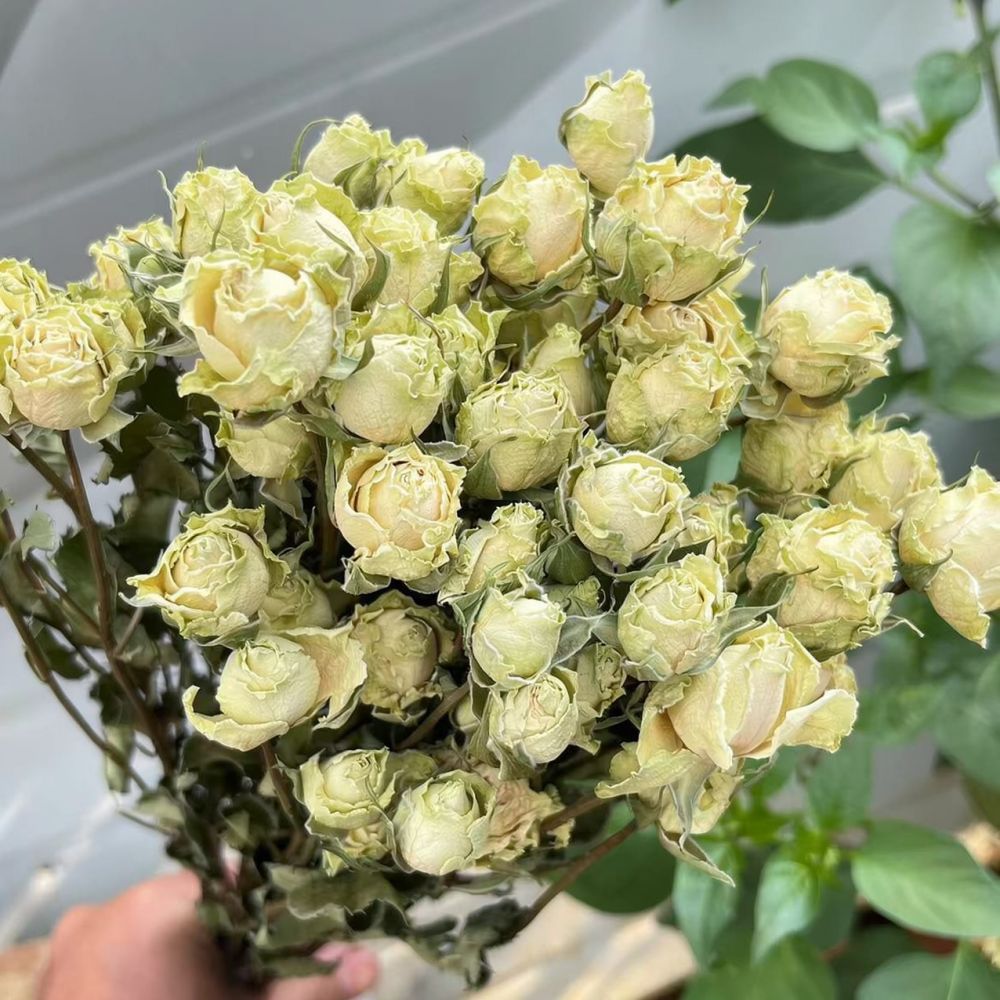 Ramo de rosas naturales secas, - Resin Art Rose reseña y precio